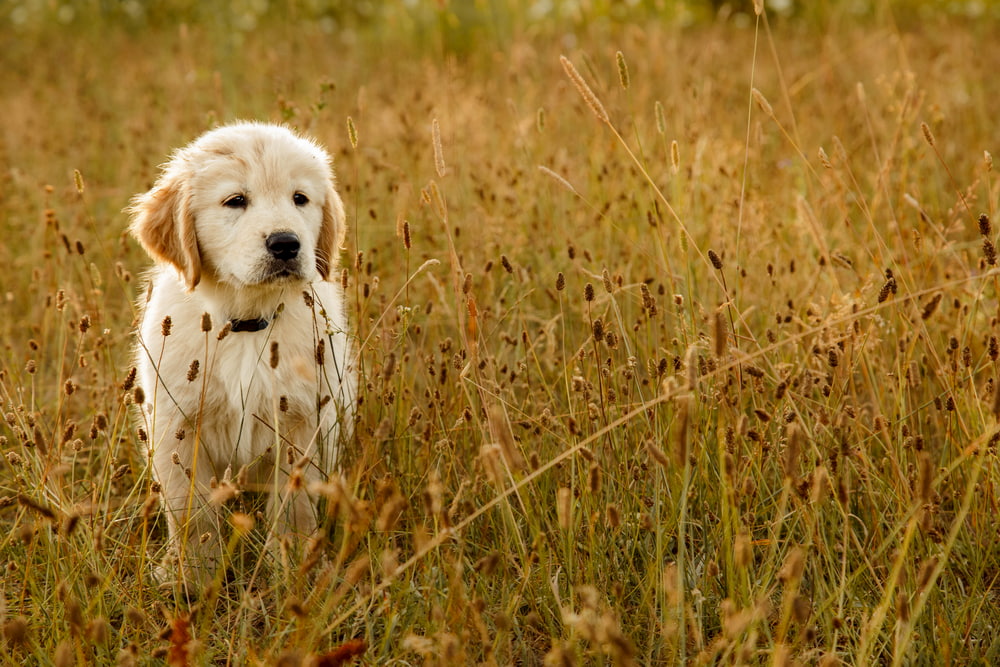 Golden puppy in field
