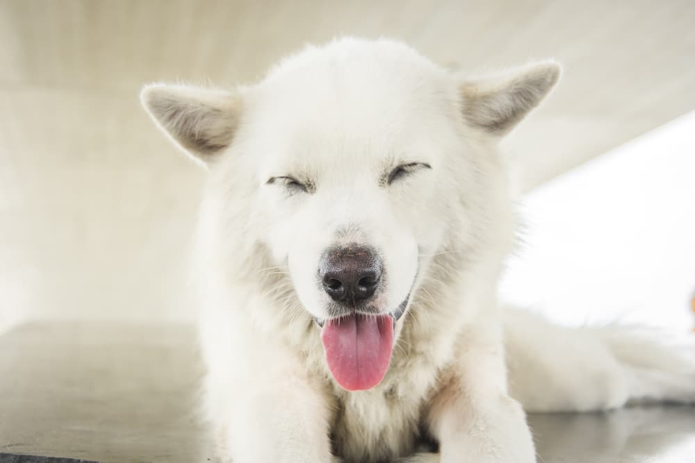Smiling white dog