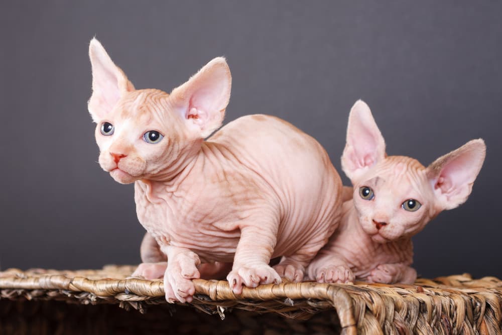 Two baby Sphynx cats