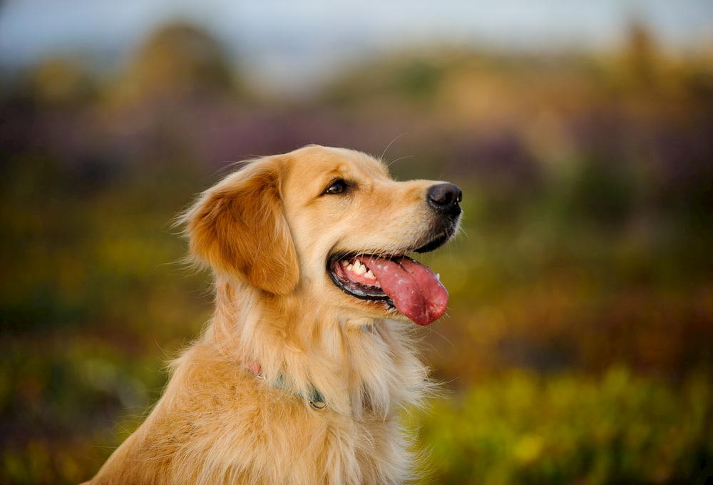 Picture of Golden Retriever training