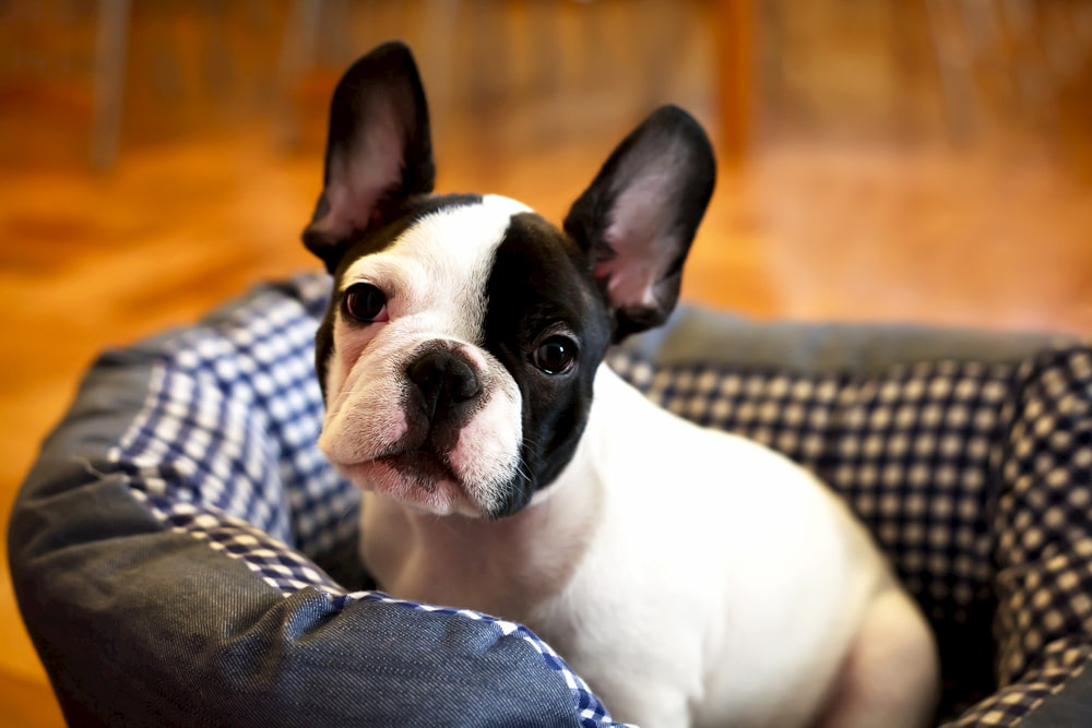 French Bulldog puppy lying on bed