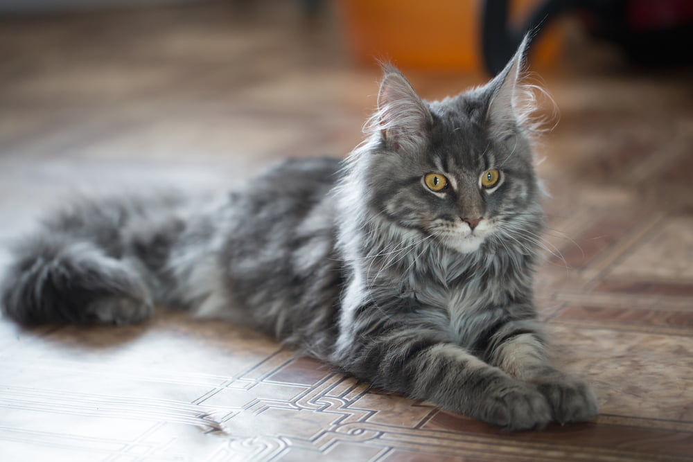 Gray Maine Coon cat lying on floor