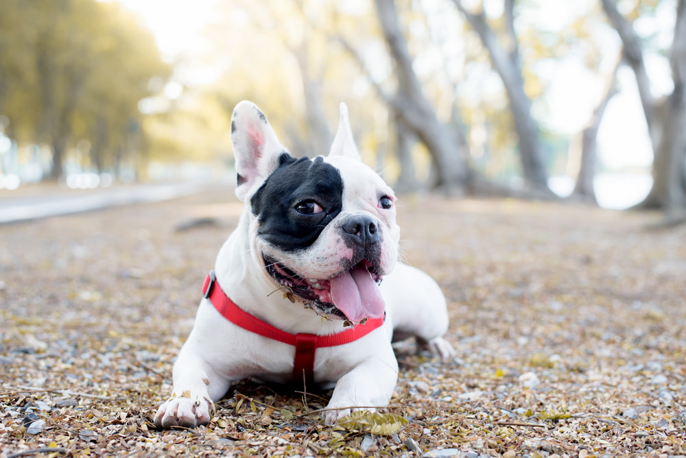 French Bulldog on walk outside