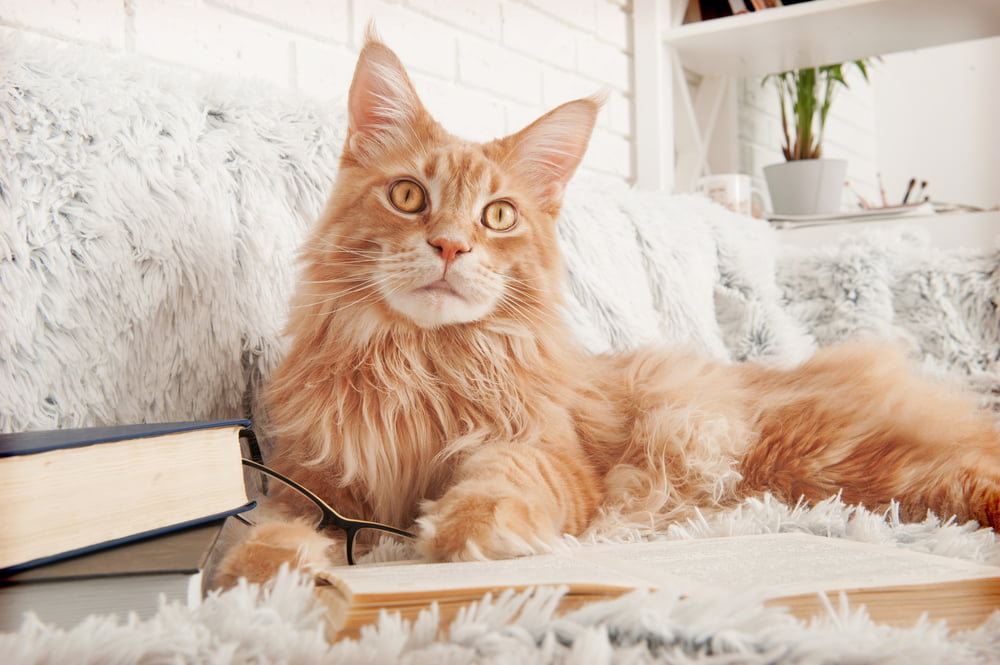 Orange Maine Coon cat on sofa