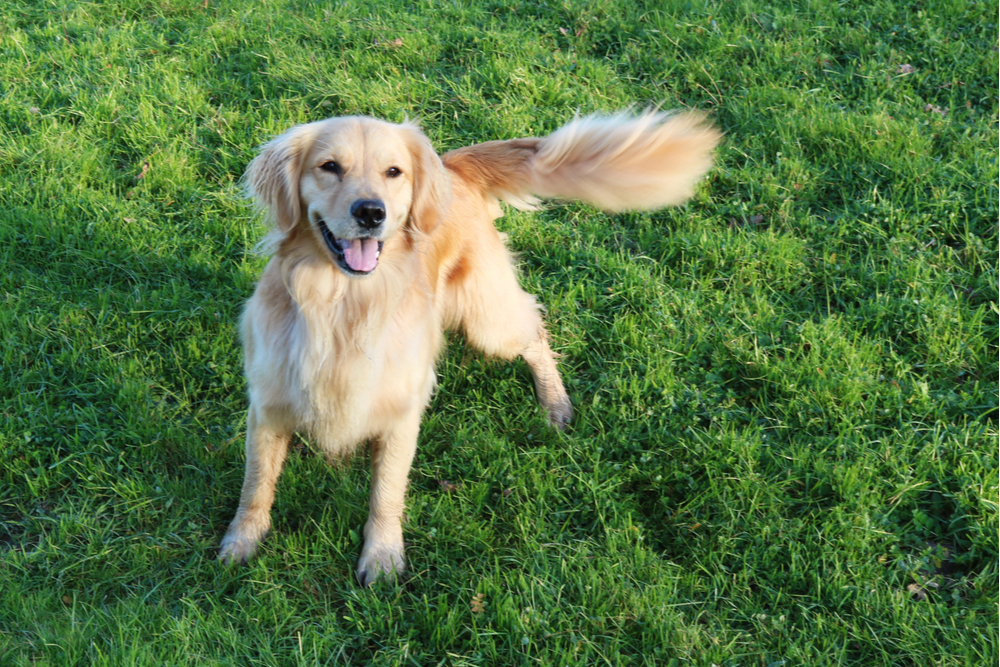 Dog standing in a garden tail wagging