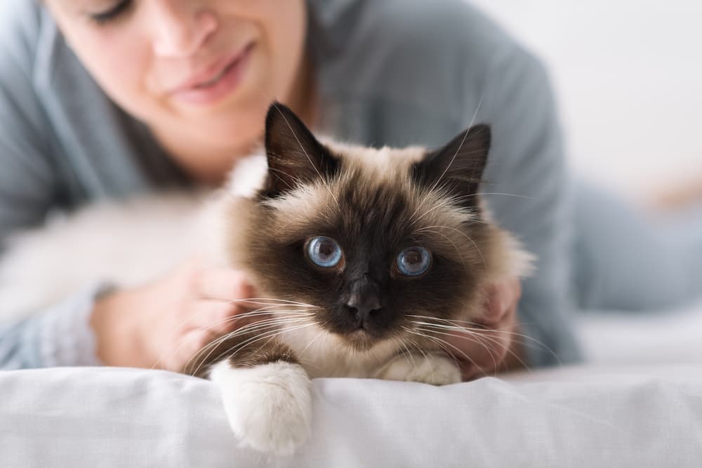 Cat laying on a bed with owner