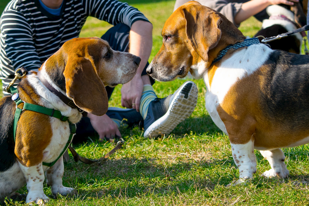 Two Basset Hounds meeting