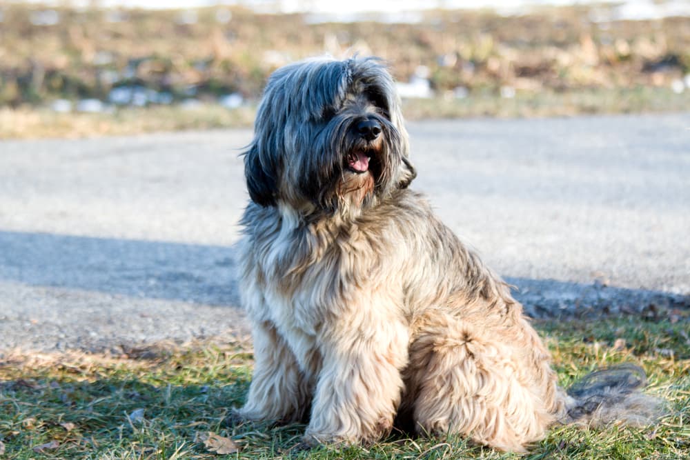 Tibetian terrier sitting outdoors