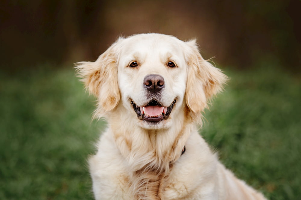Golden Retriever smiling at camera