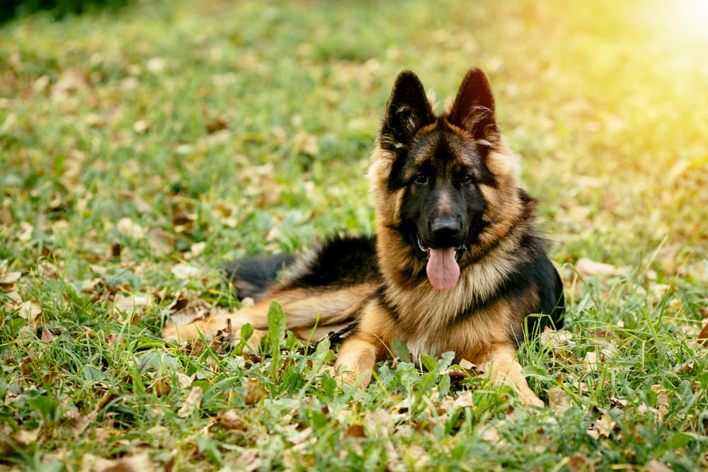 German Shepherd lying in the grass in evening light