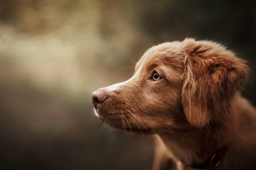 Female red dog