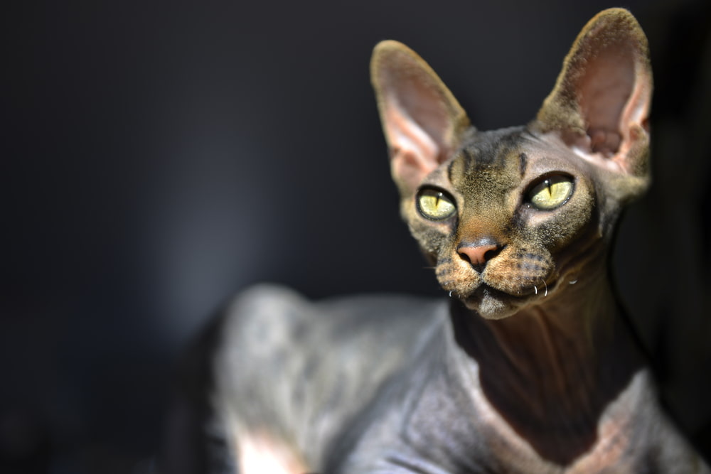 Sphynx cat in dramatic lighting