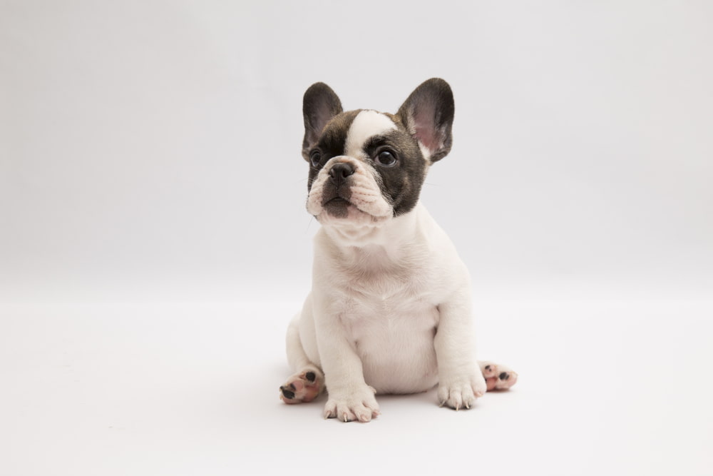 Chubby French Bulldog puppy on white background