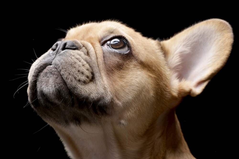 Sweet French Bulldog looking up