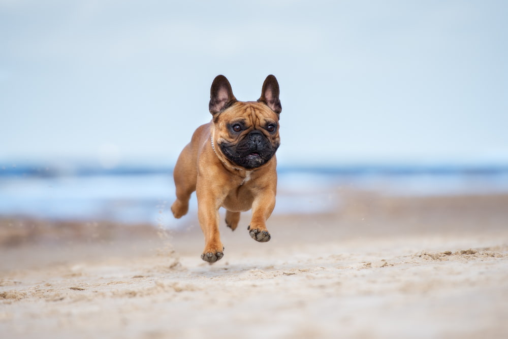 Frenchie running on the beach