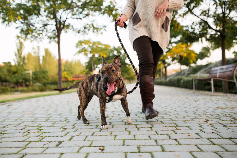 Rescue dog walking on a leash in the park