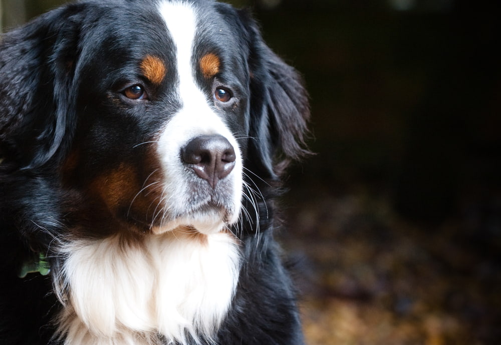 Bernese Mountain Dog looking serious