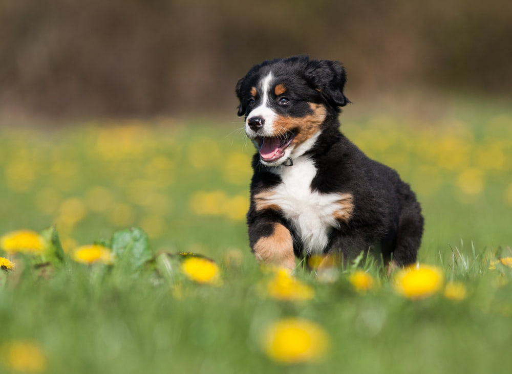 Bernese Mountain Dog puppy running through grass