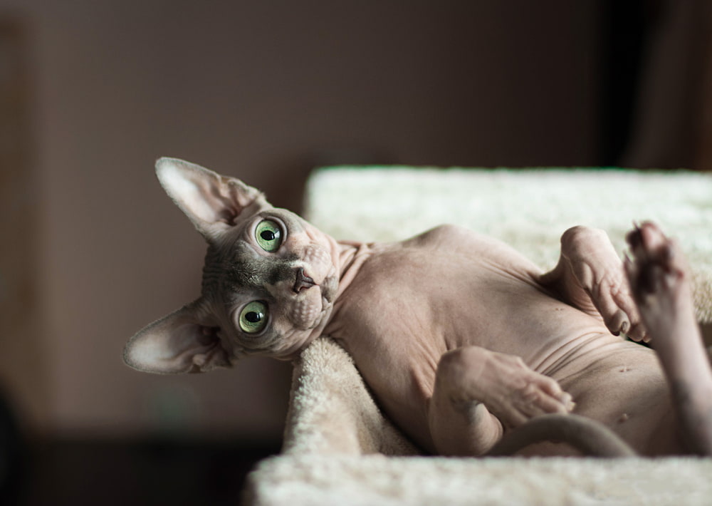 Funny Sphynx cat on bed