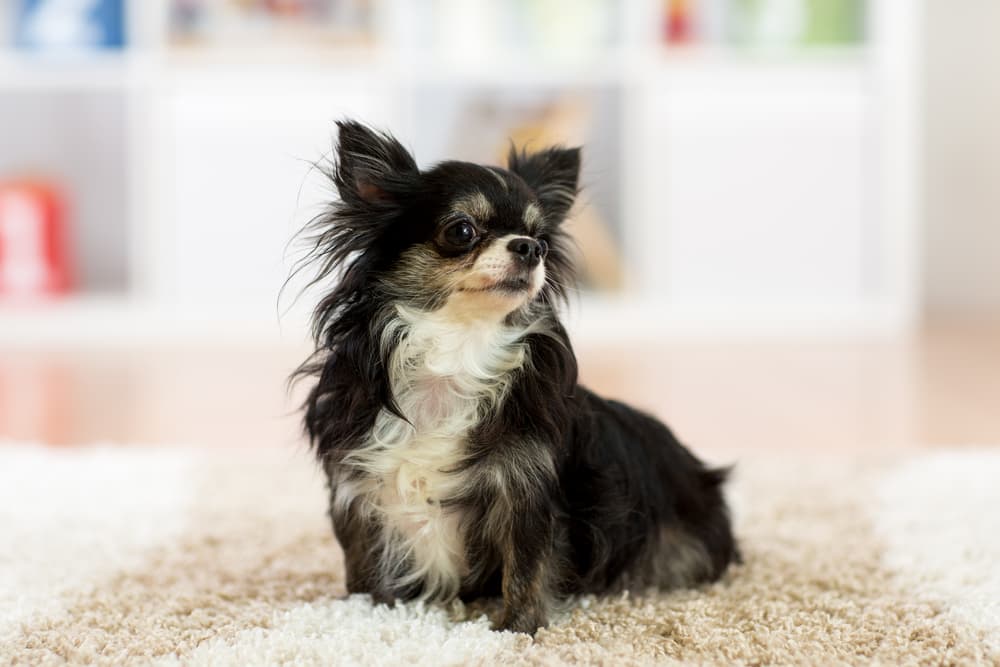 Dog scooting bum on the rug