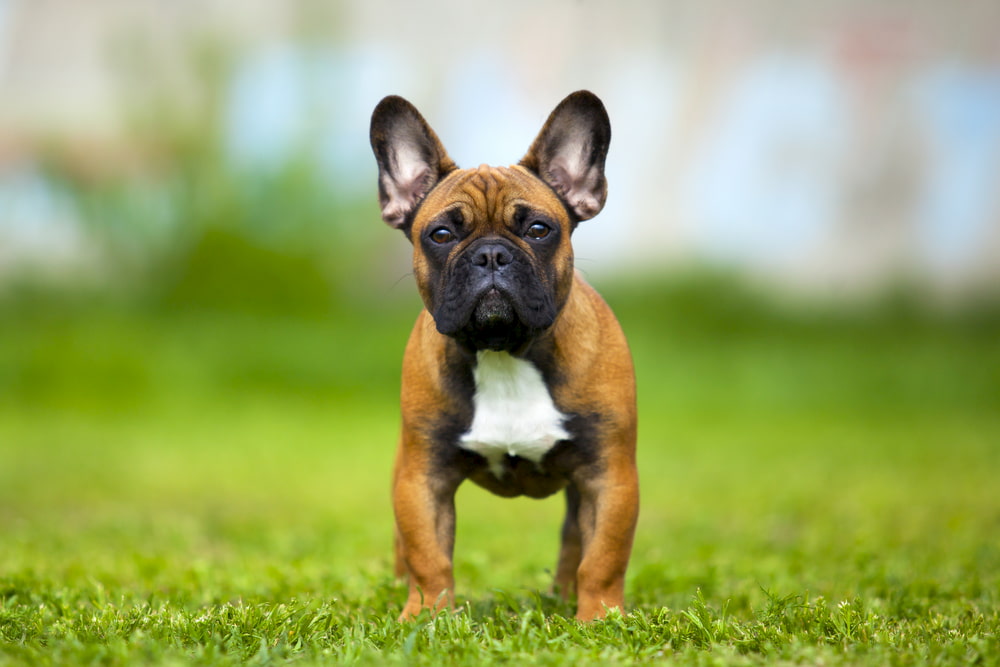 Tan and white French Bulldog outside