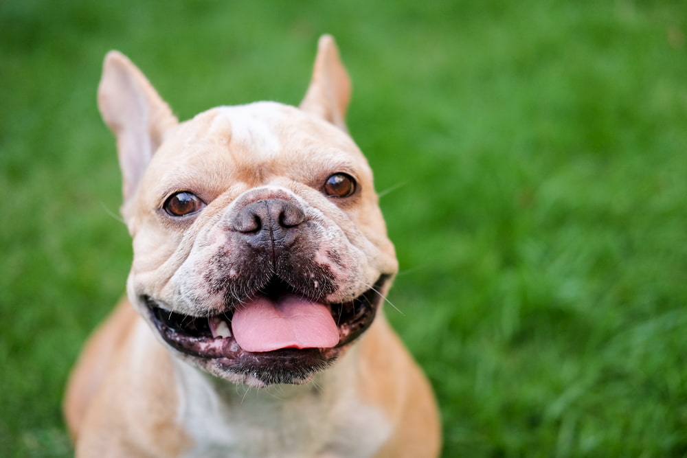 Photo of smiling French Bulldog
