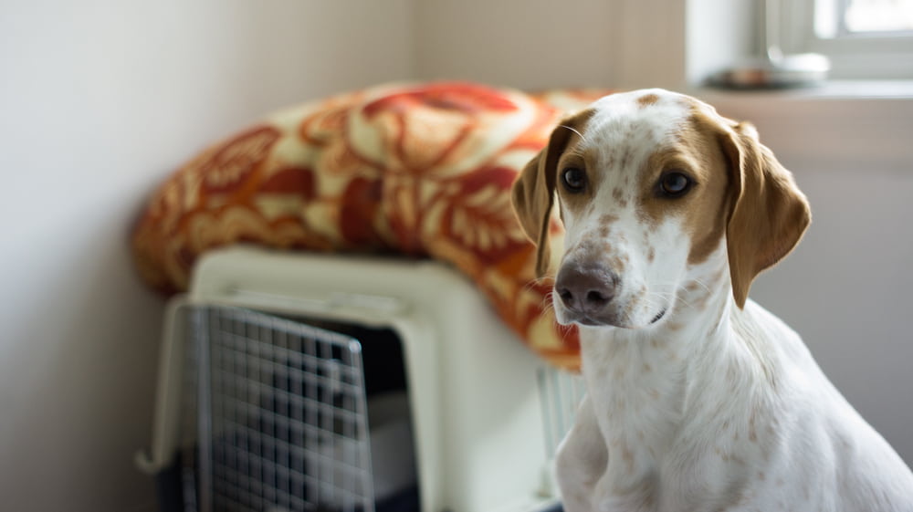 Rescue dog practicing crate training