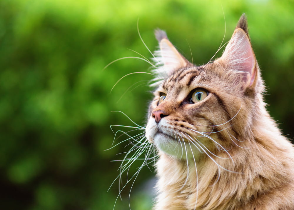 Closeup portrait of Maine Coon cat