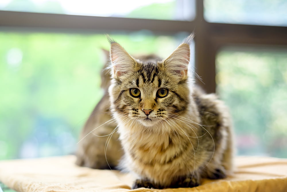 Young Maine Coon cat lying down
