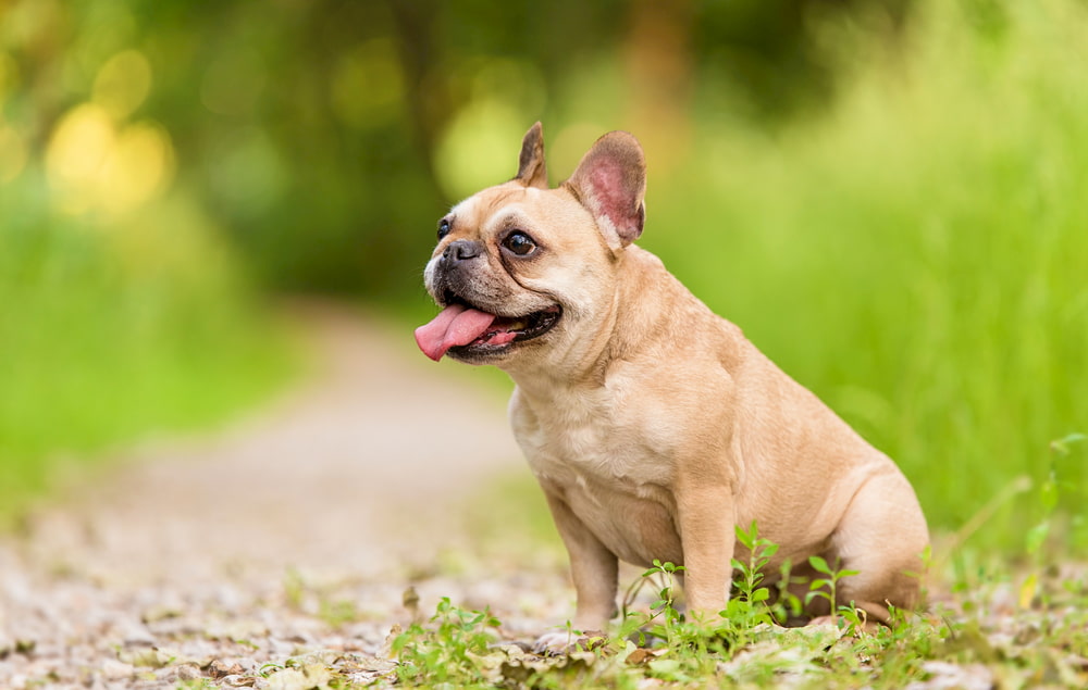 Tan French Bulldog sitting outside
