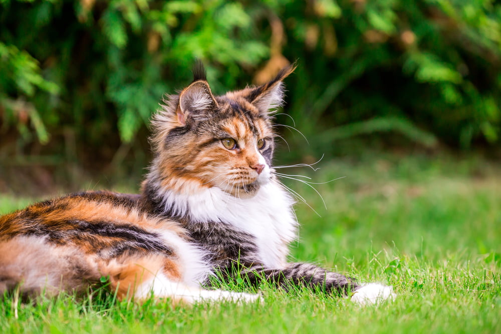 Maine Coon cat lying in grass