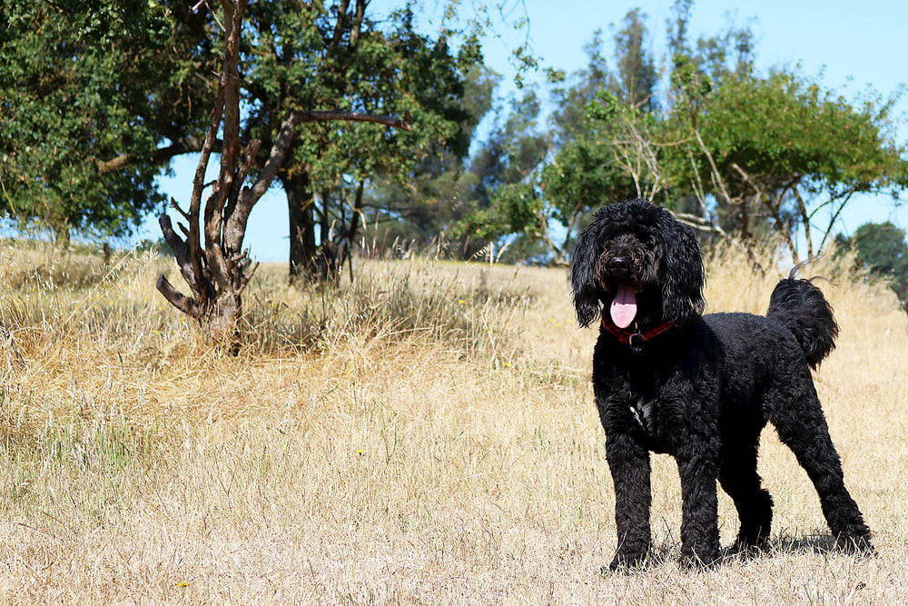Black Bernedoodles outdoors in park
