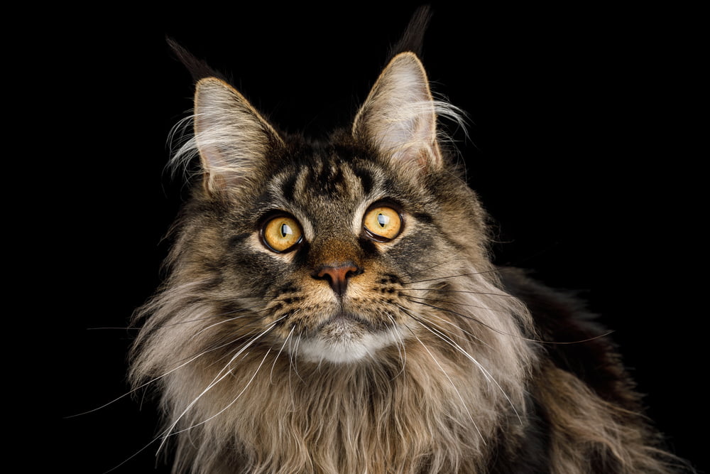 Portrait of Maine Coon