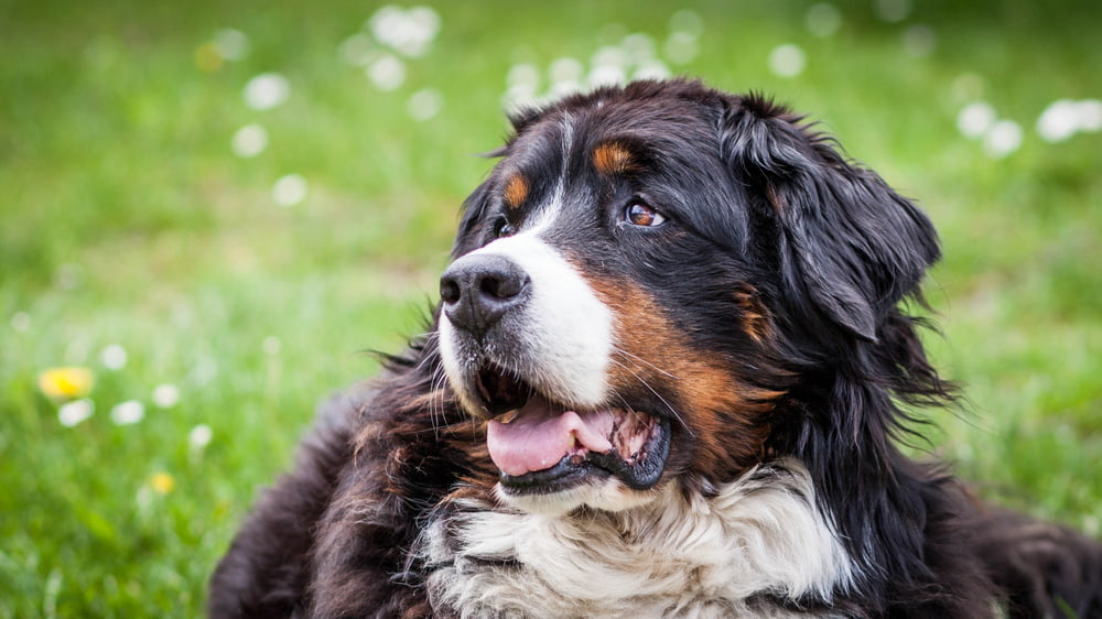 Bernese dog surrounded by flowers