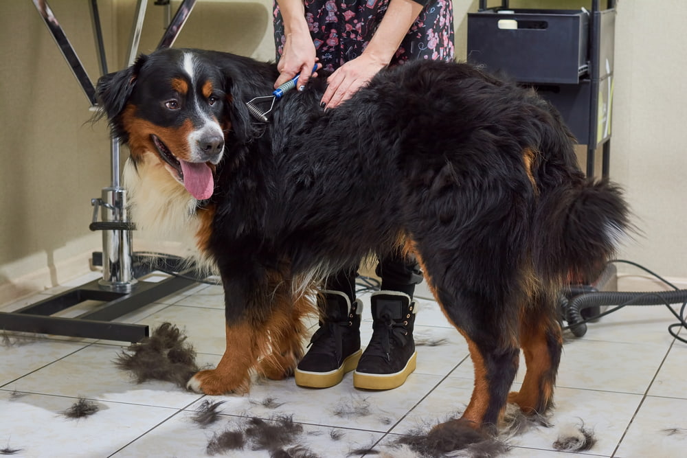 Woman grooming a Bernese Mountain Dog