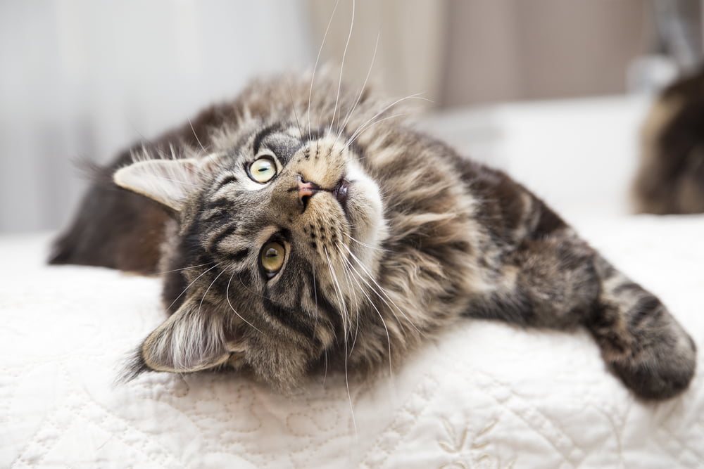 Playful Maine Coon cat