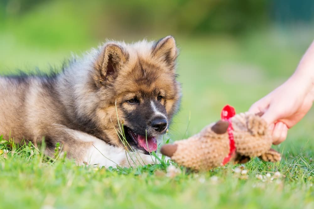 Owner giving puppy a toy outside