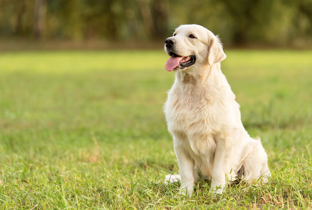 Golden Retriever sitting outside in grass