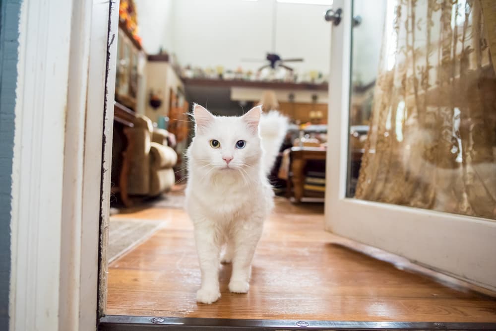 Cat walking around in house and waiting at open door