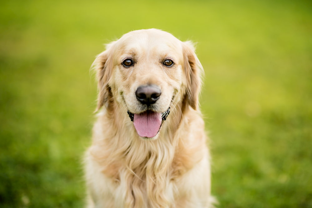 Golden Retriever dog outside