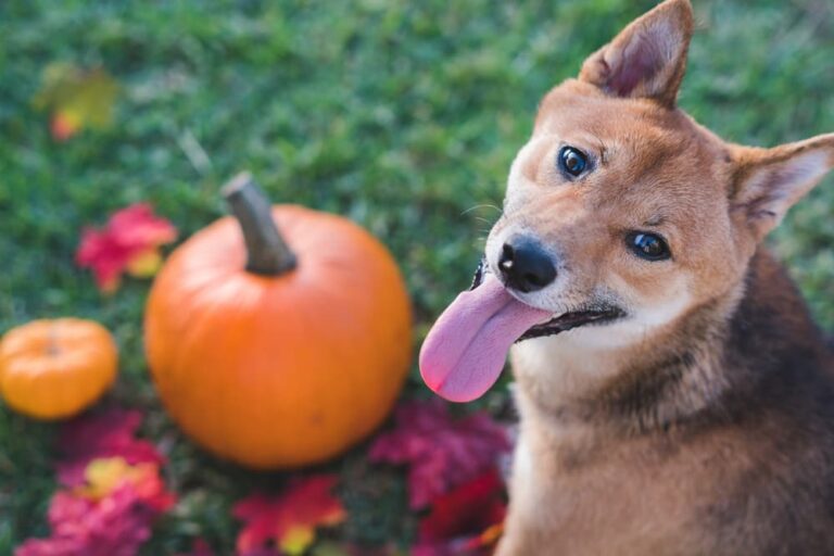 Dog smiling at pumpkin in grass