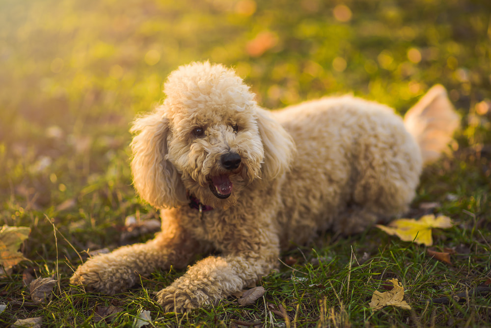 Fluffy Poodle dog lying in grass