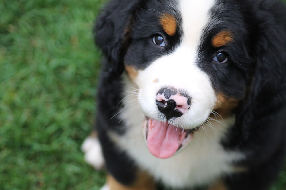 Bernese Mountain Dog puppy with tongue out