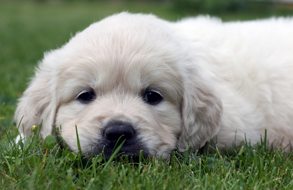 Cute Golden Retriever puppy outside