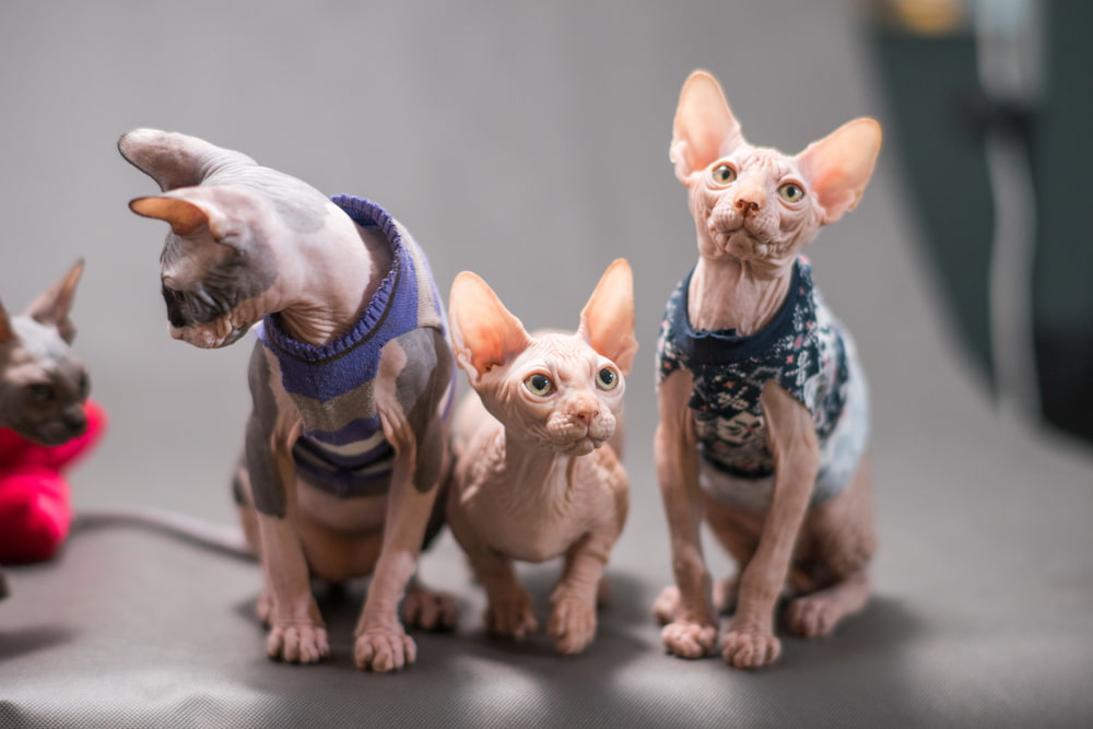 Three cute Sphynx cats