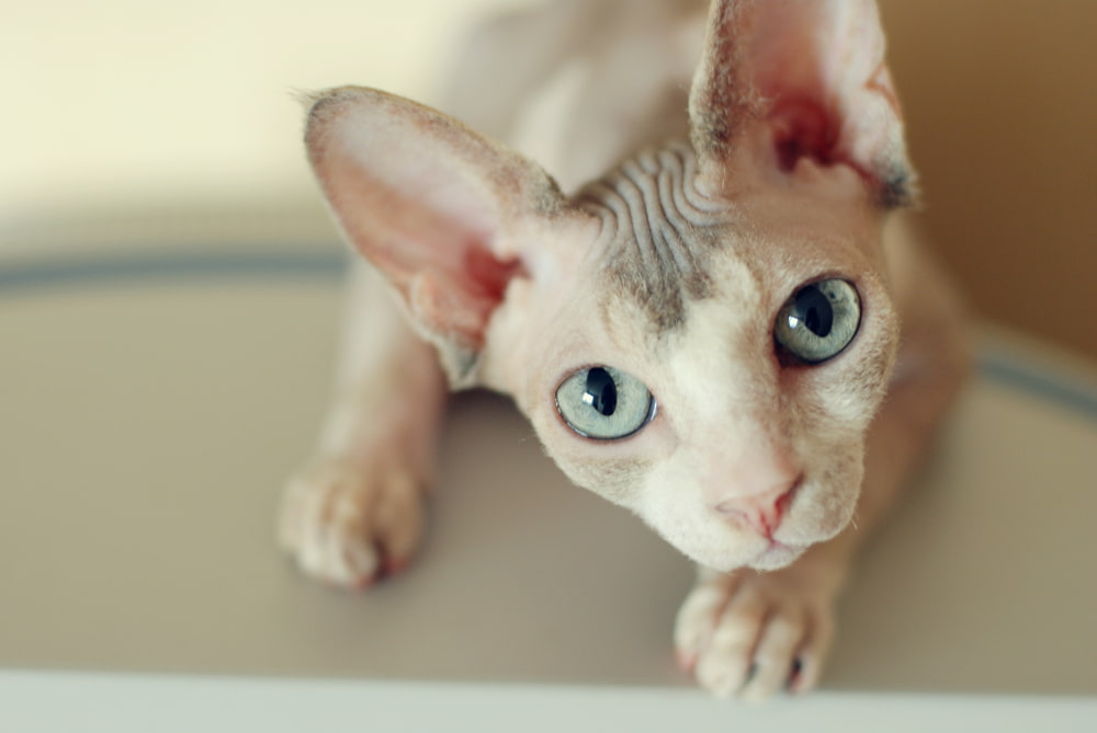 Sphynx cat with blue eyes