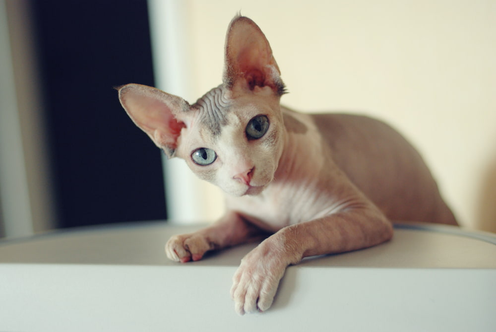 Sweet Sphynx cat