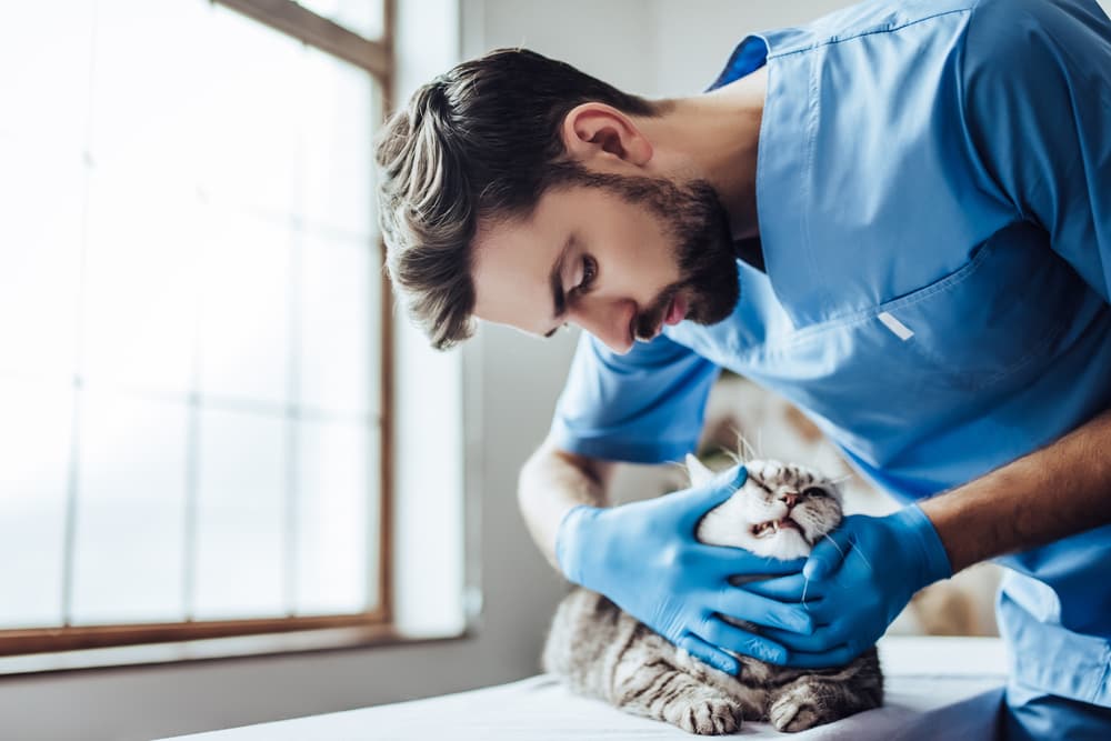 Cat being examined at the vet