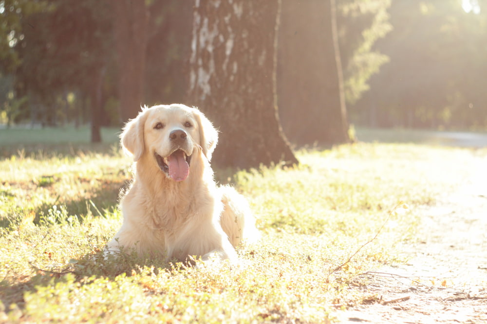 Golden Retriever lying by tree