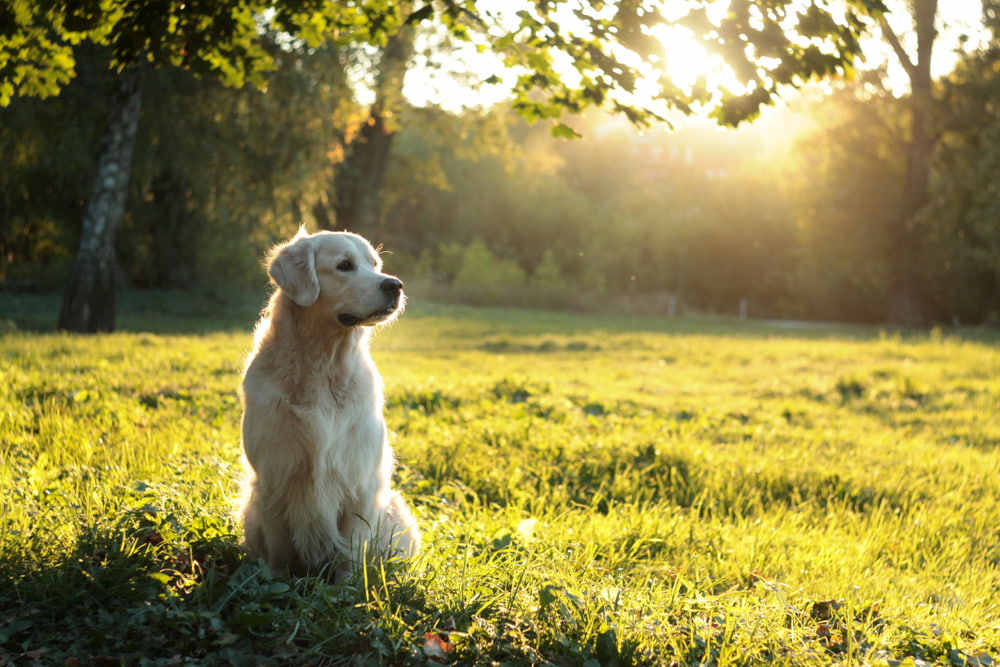 Portrait of Golden Retriever outdoors